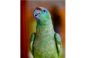 紫冠亚马逊鹦鹉