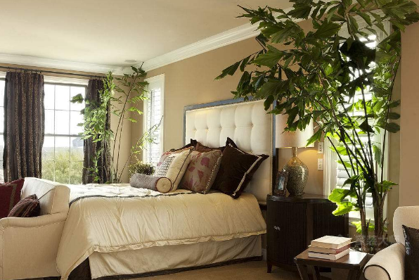 卧室摆放哪些植物利于风水？卧室植物的风水禁忌