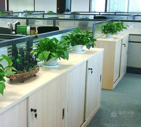 办公室植物怎么会发黄？办公室植物发黄要怎么办？